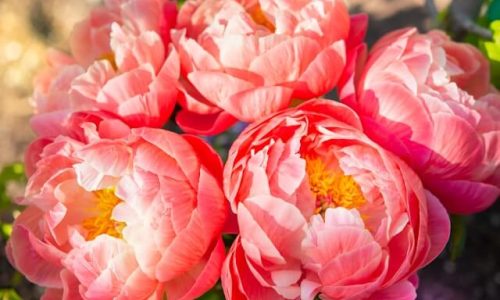 cristina-anne-costello-F0i_rfDHw74-unsplash (1) cristina-anne-costello-F0i_rfDHw74-unsplash (1)