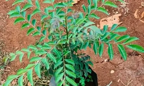 curry-leaf-plant-1000x1000 (1) (1) curry-leaf-plant-1000x1000 (1) (1)