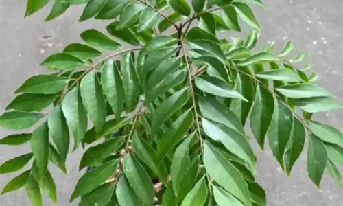 curry-leaf-plant-1000x1000 (2) curry-leaf-plant-1000x1000 (2)
