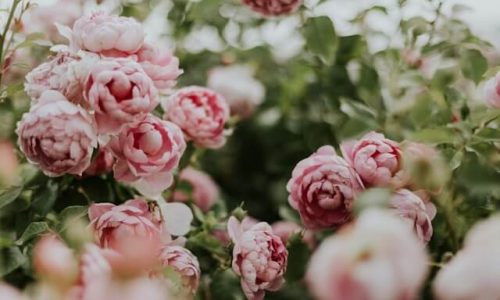 daiga-ellaby-4qN8yPewMs0-unsplash (1) daiga-ellaby-4qN8yPewMs0-unsplash (1)
