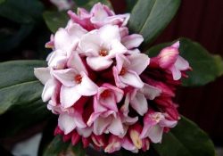 daphne-104 (1)