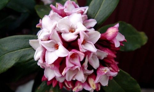 daphne-104 (1)