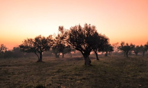 david-boca-ZKIWulcgeOA-unsplash david-boca-ZKIWulcgeOA-unsplash