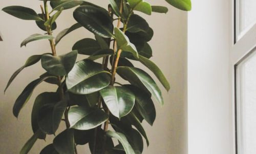 denley-photography-DNncng0tlcA-unsplash (1) denley-photography-DNncng0tlcA-unsplash (1)