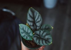 dex-ezekiel-wtHv25pUeUY-unsplash (1)