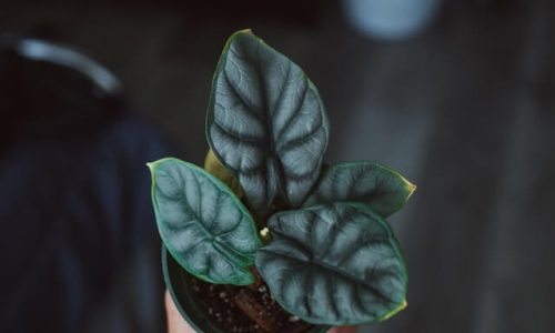 dex-ezekiel-wtHv25pUeUY-unsplash (1) dex-ezekiel-wtHv25pUeUY-unsplash (1)