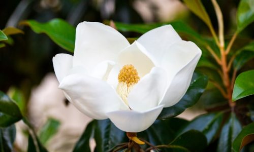 drew-beamer-BYUxyQ7HQi8-unsplash drew-beamer-BYUxyQ7HQi8-unsplash