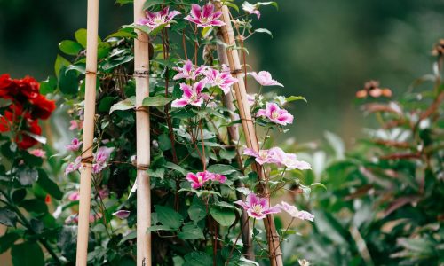 elin-gann-b96nUqrd5-Q-unsplash (1) elin-gann-b96nUqrd5-Q-unsplash (1)