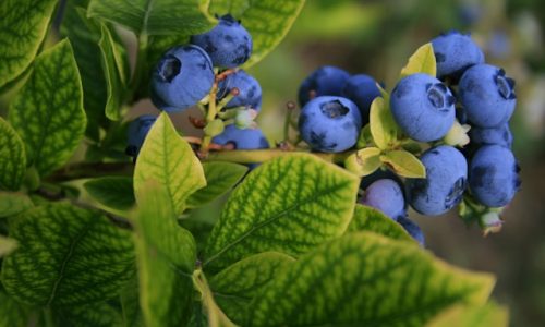 elisabeth-joly-d7jhBvnZ9Pc-unsplash elisabeth-joly-d7jhBvnZ9Pc-unsplash