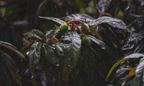engin-akyurt-SiXmX2zYfp4-unsplash (1) engin-akyurt-SiXmX2zYfp4-unsplash (1)