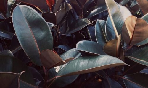 eric-fiori-AZE7gJwoqsk-unsplash (1) eric-fiori-AZE7gJwoqsk-unsplash (1)