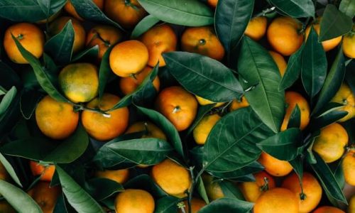 erol-ahmed-_MYcIi9DgYQ-unsplash (1) erol-ahmed-_MYcIi9DgYQ-unsplash (1)