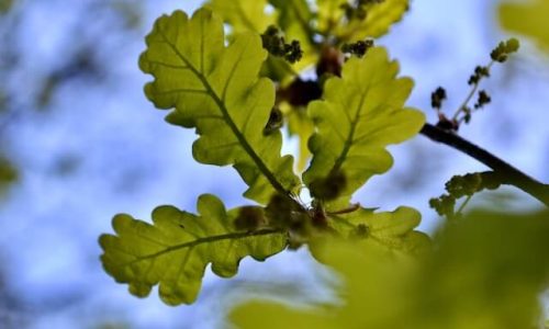 evgen-slavin-EwBH7ER3ccU-unsplash (1) evgen-slavin-EwBH7ER3ccU-unsplash (1)