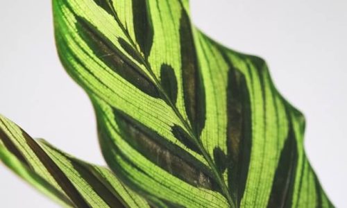 feey-OKqyGKxzgyQ-unsplash (1) feey-OKqyGKxzgyQ-unsplash (1)