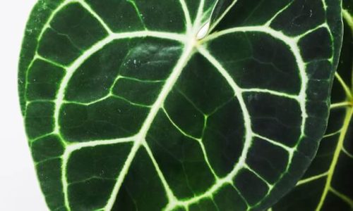 feey-qmCt4XB11Z0-unsplash (1) feey-qmCt4XB11Z0-unsplash (1)