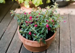 fuchsia-great-container-plant-for-shade-847937-22-38c5085caf5c4f569baeef3d69d50d99 (1)