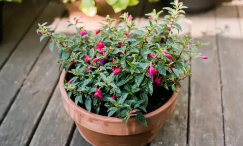 fuchsia-great-container-plant-for-shade-847937-22-38c5085caf5c4f569baeef3d69d50d99 (1)
