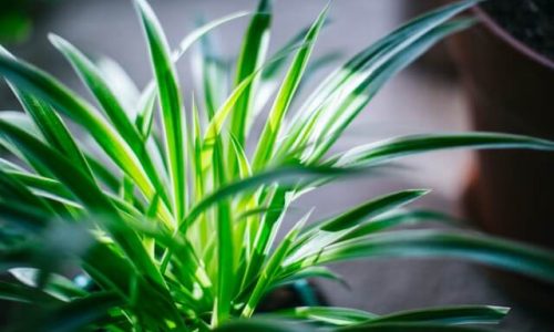 fukayamamo-9K2mR61LG4s-unsplash (1) fukayamamo-9K2mR61LG4s-unsplash (1)