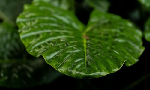 gilly-tanabose-idsyuaZJqI4-unsplash (1)
