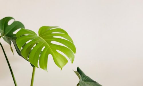 halil-nuroglu-7h1eLl3_RNA-unsplash halil-nuroglu-7h1eLl3_RNA-unsplash