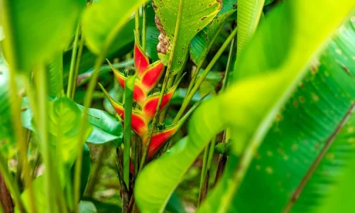 heliconia-plant-mapro heliconia-plant-mapro