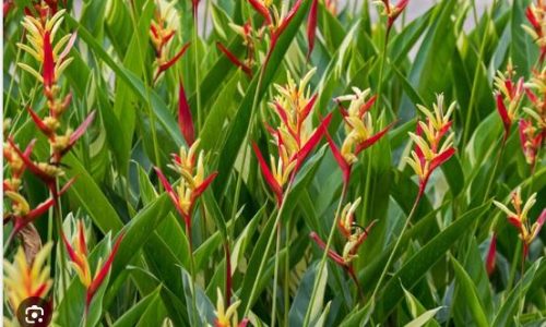 heliconia-psittacorum heliconia-psittacorum
