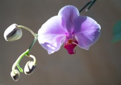 henriette-m-driessens-nTDjh8VwRdA-unsplash