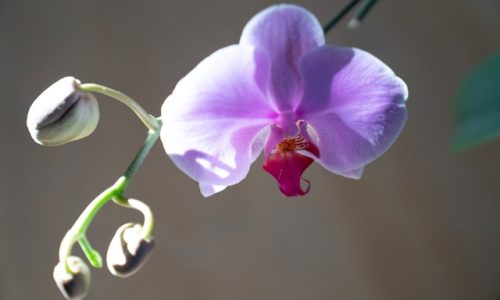 henriette-m-driessens-nTDjh8VwRdA-unsplash henriette-m-driessens-nTDjh8VwRdA-unsplash