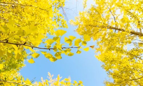 hongwei-fan-bkD7YfVwltc-unsplash (1) hongwei-fan-bkD7YfVwltc-unsplash (1)