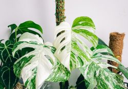 huy-phan-NicHoXksB9Q-unsplash