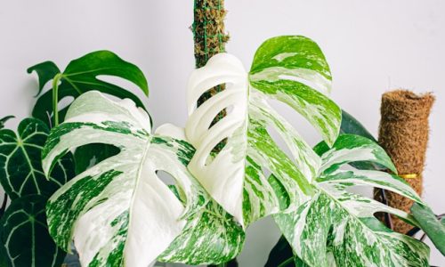 huy-phan-NicHoXksB9Q-unsplash huy-phan-NicHoXksB9Q-unsplash