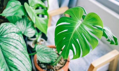 huy-phan-bTBuRZgT6UQ-unsplash (1)