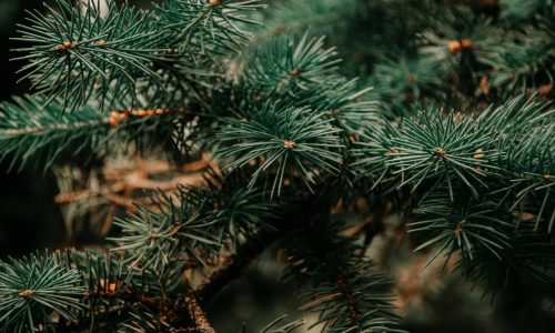 irina-iriser-Ce8-g31suDQ-unsplash (1) irina-iriser-Ce8-g31suDQ-unsplash (1)