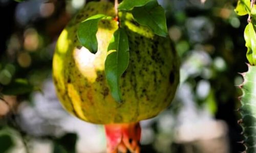 jaime-gusmao-pi-b9ENSdNU-unsplash (1) jaime-gusmao-pi-b9ENSdNU-unsplash (1)