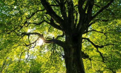 jan-huber-4OhFZSAT3sw-unsplash (1) jan-huber-4OhFZSAT3sw-unsplash (1)