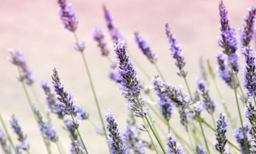 janine-joles-_2oDf30N6BY-unsplash janine-joles-_2oDf30N6BY-unsplash