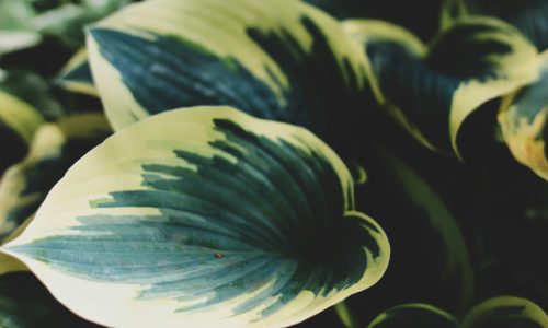 jessica-johnston-4chCV0d-C6k-unsplash