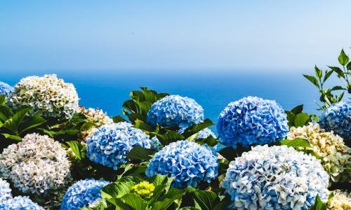 josefin-LvEOWMyr-Bc-unsplash josefin-LvEOWMyr-Bc-unsplash