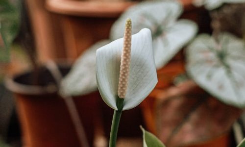 jungle-space-sRE9g1Hk-9A-unsplash (1) jungle-space-sRE9g1Hk-9A-unsplash (1)