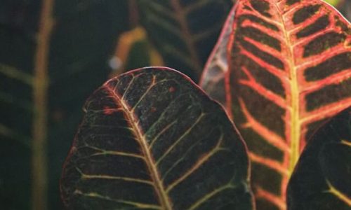 k-h-KAhiOG4Dbqs-unsplash (1) k-h-KAhiOG4Dbqs-unsplash (1)