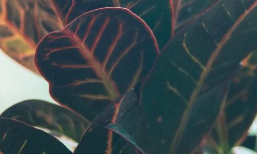 k-h-gmnjQhF3b5k-unsplash (1) k-h-gmnjQhF3b5k-unsplash (1)