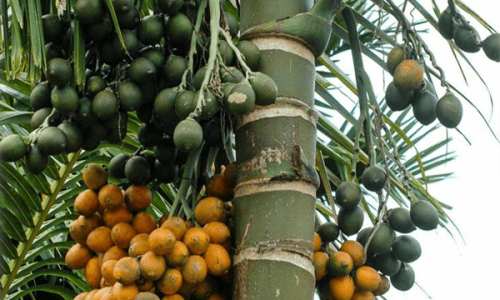 kasarkod-nadan-beetle-nut-plant (1) kasarkod-nadan-beetle-nut-plant (1)