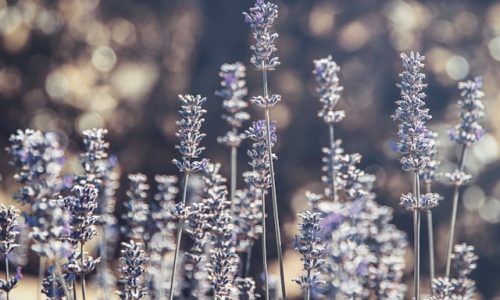 katarzyna-urbanek-9E3T8fLgQO8-unsplash katarzyna-urbanek-9E3T8fLgQO8-unsplash