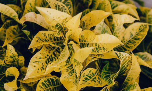 kelly-sikkema-gdcnd2Iobw8-unsplash (1) kelly-sikkema-gdcnd2Iobw8-unsplash (1)