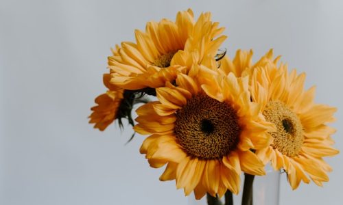 kelly-sikkema-qpOem3wkkW8-unsplash kelly-sikkema-qpOem3wkkW8-unsplash