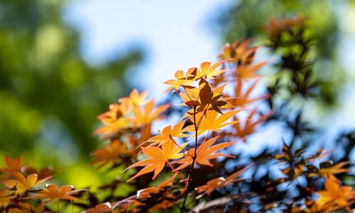 kenneth-baucum-Tsl_A8u9jxM-unsplash kenneth-baucum-Tsl_A8u9jxM-unsplash