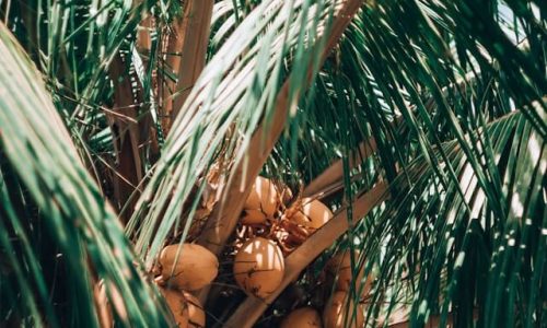 kseniia-ilinykh-eCZ45SSRseQ-unsplash (1) kseniia-ilinykh-eCZ45SSRseQ-unsplash (1)