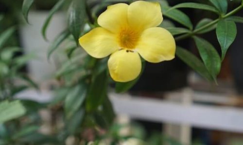 lakshveer-rao-SLjmfOzIox0-unsplash (1) lakshveer-rao-SLjmfOzIox0-unsplash (1)