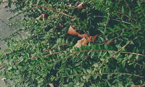 lallaoke-JYJrAjBdiA0-unsplash (1) lallaoke-JYJrAjBdiA0-unsplash (1)