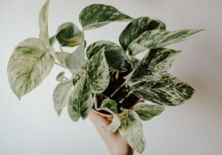 lasma-balode-0PkidDXox40-unsplash (1)